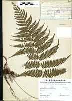 藏品(大金星蕨)的圖片